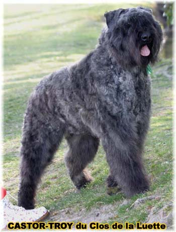 bouvier des flandres du clos de la luette - copyright déposé